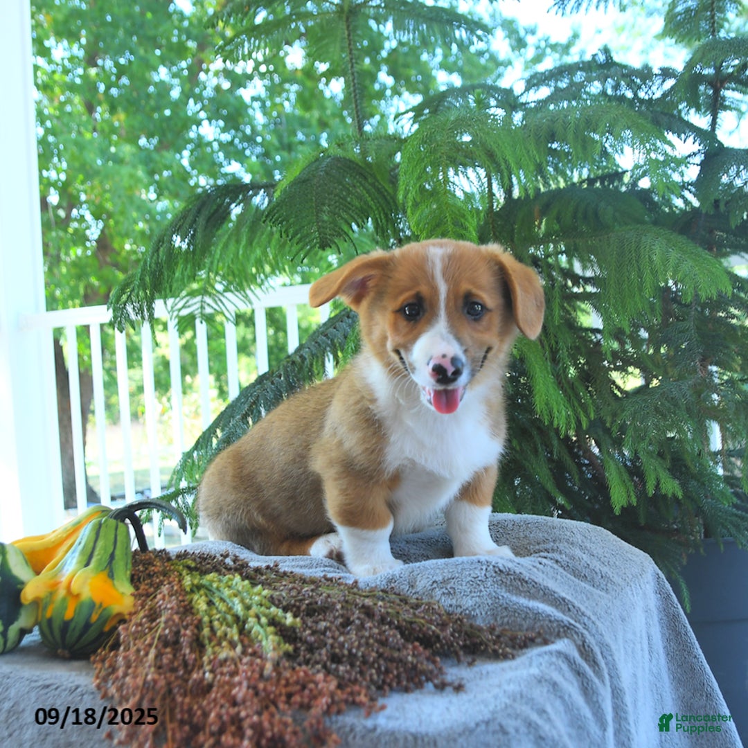 Welsh Corgi Pembroke dogs for sale: Merlin - Ad 5