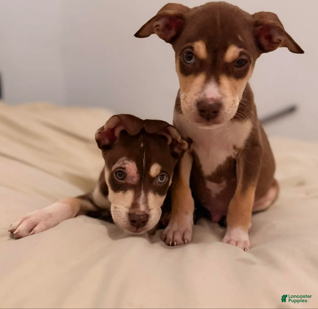 Mixed Breed dogs for sale: Mixed Breed Puppy 1 - Ad 2