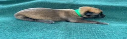 Mixed Breed dogs for sale: Male Puppy 2 - Ad 5