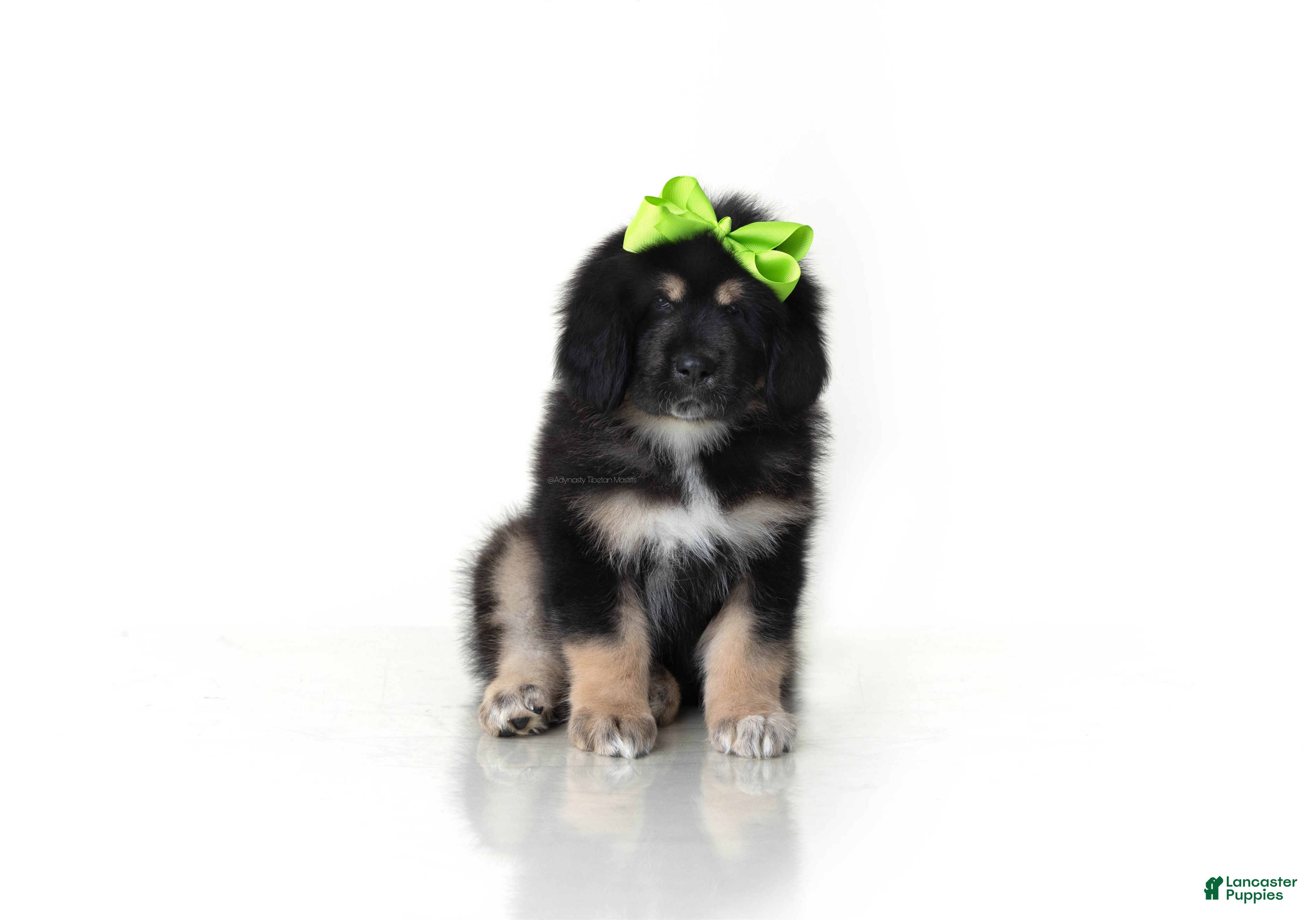 Tibetan Mastiff dogs Tibetan Mastiff Puppy | Green Girl - Ad 2