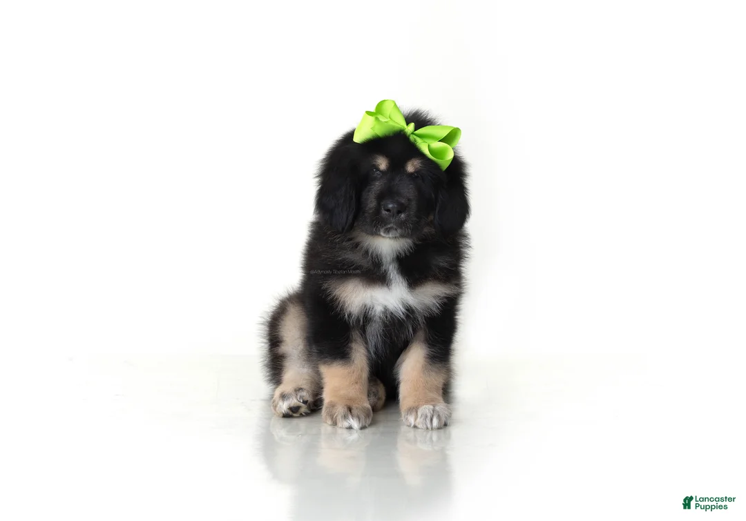 Tibetan Mastiff dogs for sale: Tibetan Mastiff Puppy | Green Girl - Ad 2