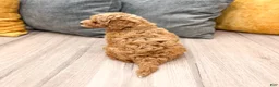 Mini Goldendoodle dogs for sale: Jenny - Ad 5