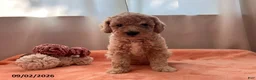 Miniature Poodle dogs for sale: Tina - Ad 2