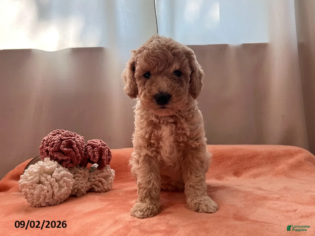 Miniature Poodle dogs for sale: Tina - Ad 2