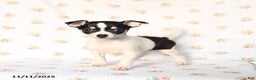 Chihuahua dogs for sale: Mandy - Ad 1