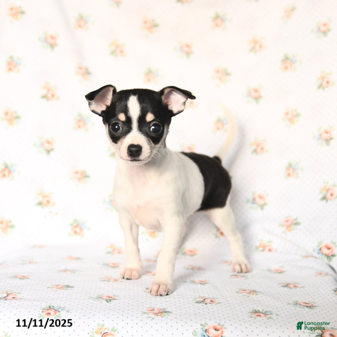 Chihuahua dogs for sale: Mandy - Ad 1