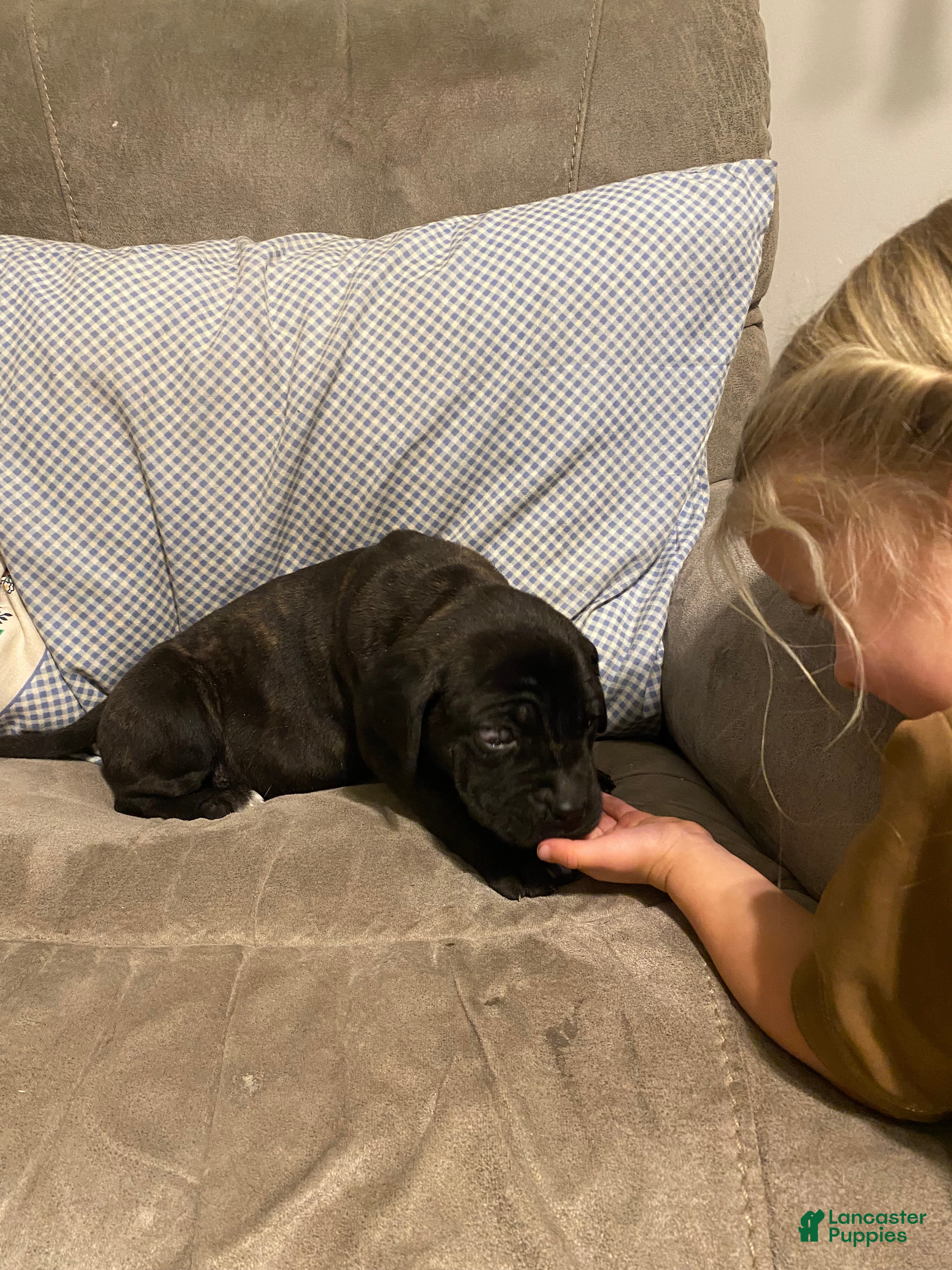 English Mastiff dogs English Mastiff Puppy 1 - Ad 18