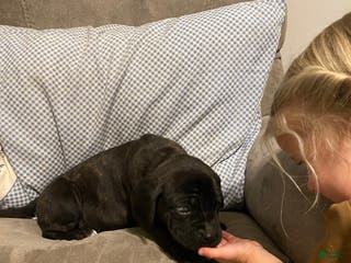 English Mastiff dogs English Mastiff Puppy 1 - Ad 18