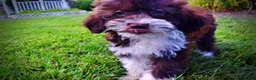 Havapoo dogs for sale: Diva - Ad 8