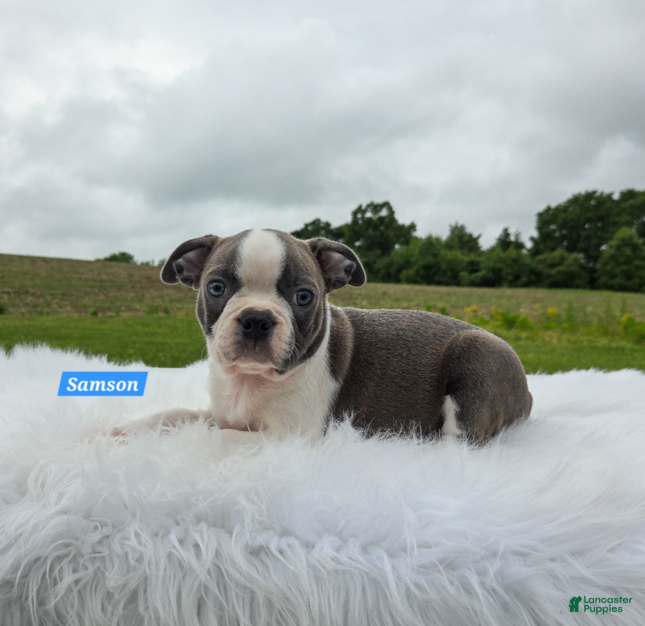 Boston Terrier dogs for sale: Samson - Ad 4