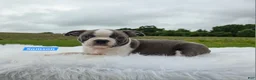 Boston Terrier dogs for sale: Samson - Ad 1