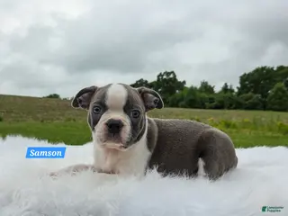 Boston Terrier dogs for sale: Samson - Ad 4