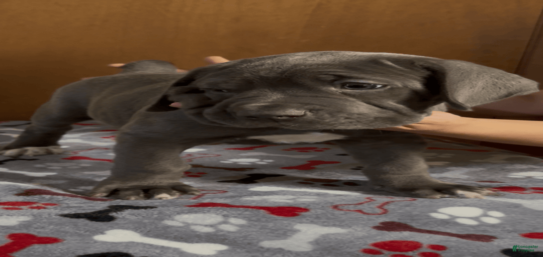 Gallery Image {{count}}