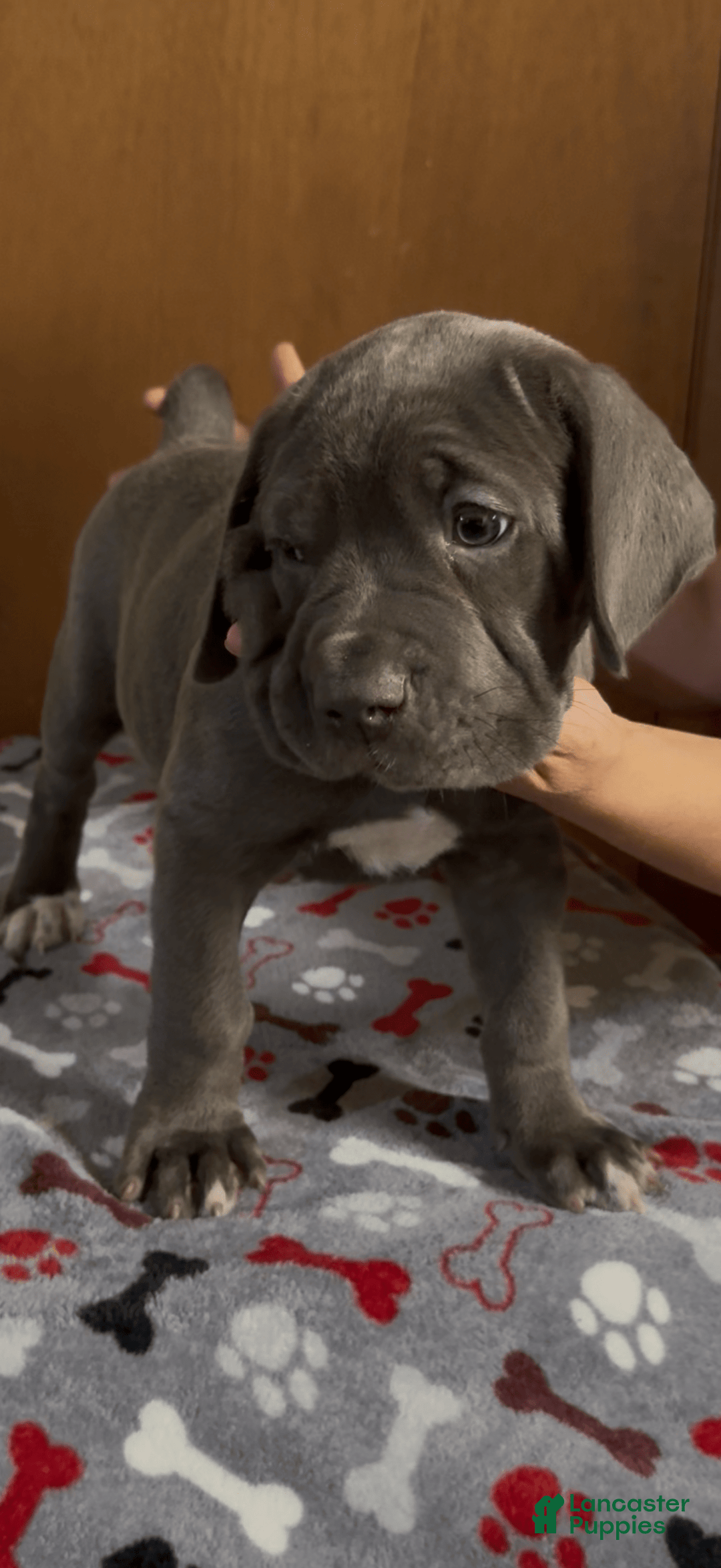 Gallery Image {{count}}