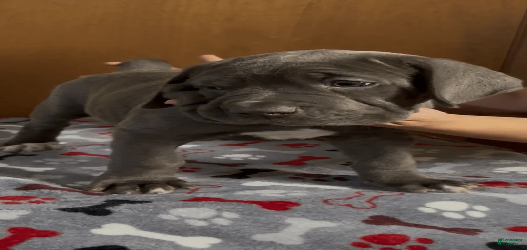 Gallery Image {{count}}