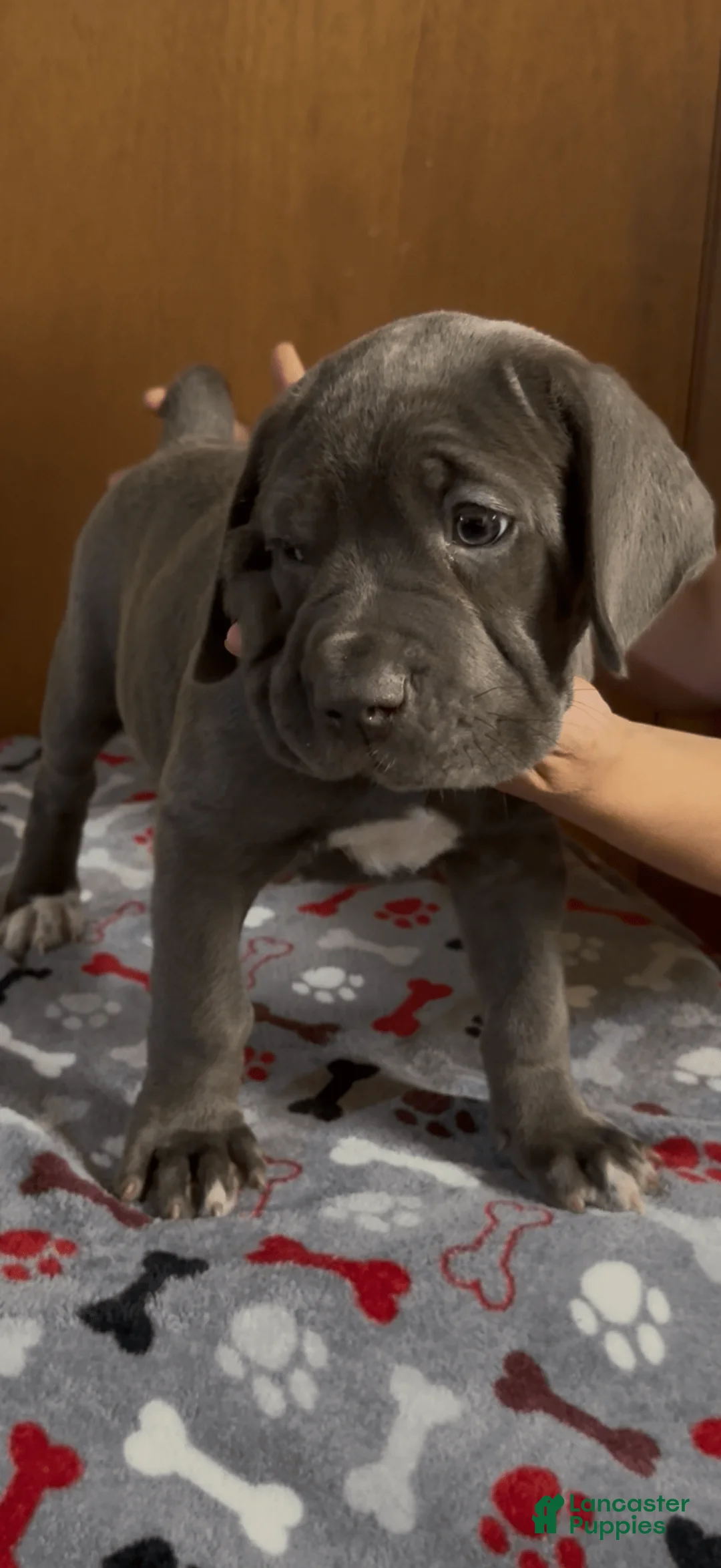 Gallery Image {{count}}