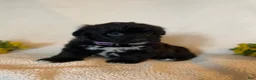 Corgipoo dogs for sale: Dave - Ad 3