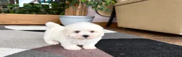 Mixed Breed dogs for sale: Lhasa/Coton male 3 - Ad 10