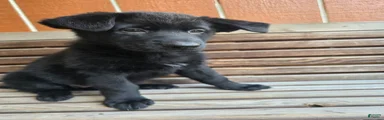 German Shepherd - Female