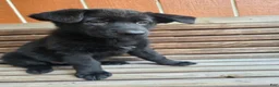 German Shepherd dogs for sale: German Shepherd - Female - Ad 1