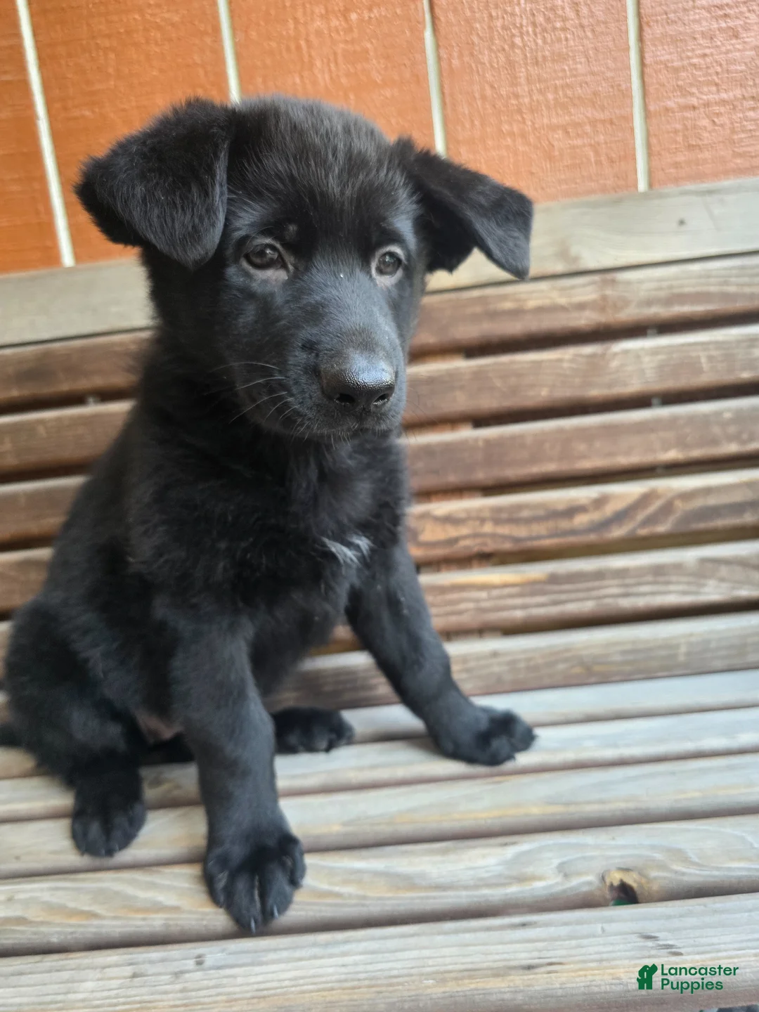 German Shepherd dogs for sale: German Shepherd - Female - Ad 1