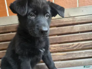 German Shepherd dogs German Shepherd - Female - Ad 14