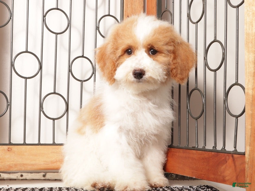 Bichpoo dogs May - Ad 2