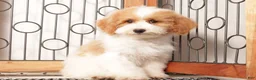 Bichpoo dogs for sale: May - Ad 2