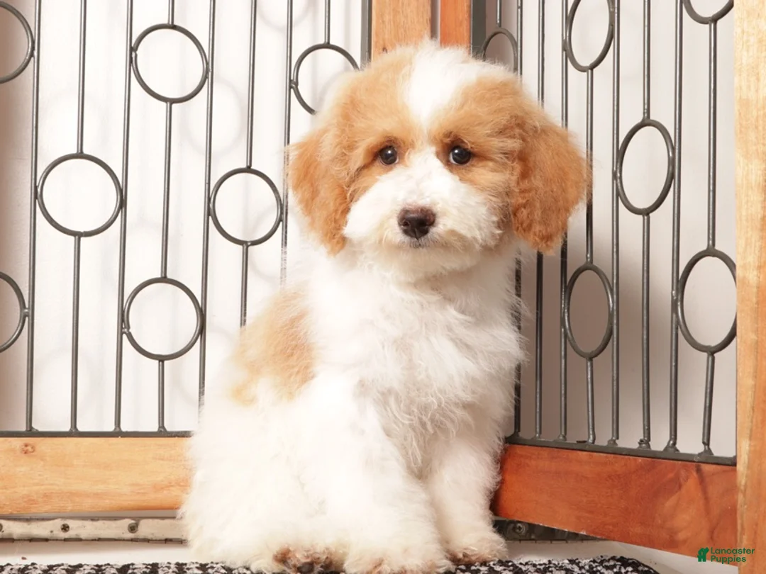 Bichpoo dogs for sale: May - Ad 2