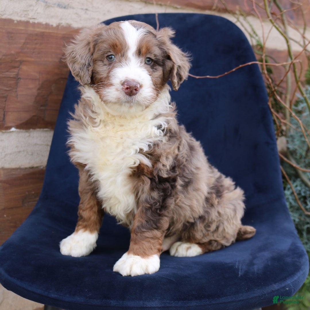 Mini Bernedoodle dogs for sale: Alex  - Ad 1