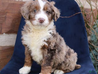 Mini Bernedoodle dogs Alex - Ad 31