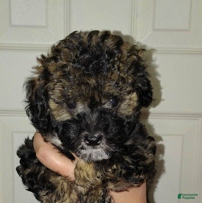 Miniature Poodle dogs Tux (2.6 pounds) - Ad 1