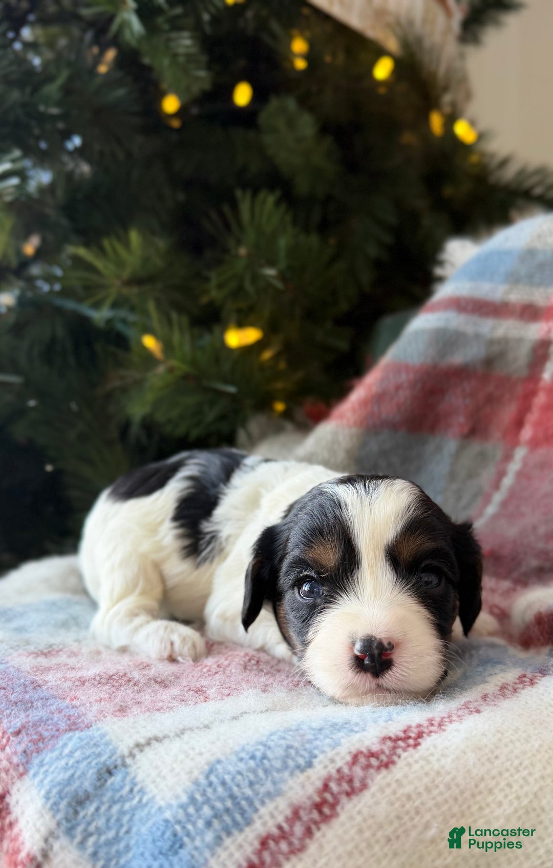 Cavapoo dogs for sale: Frosty - Ad 3