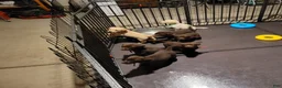 Labrador Retriever dogs for sale: Labrador Retriever Puppy 2 - Ad 11