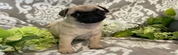 Pug dogs for sale: Ranger - Ad 5