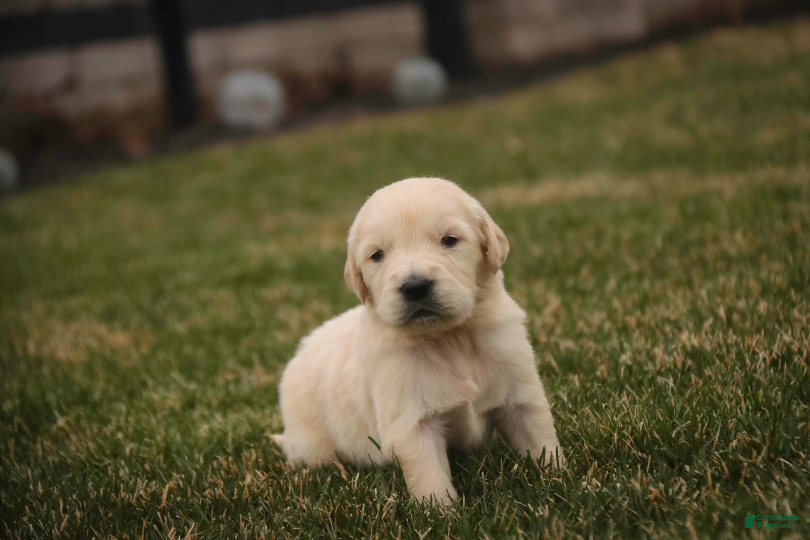 Golden Retriever dogs Flint - Ad 32