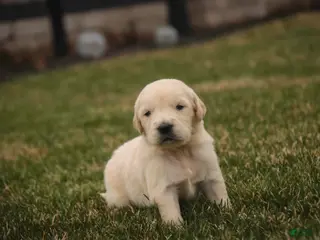 Golden Retriever dogs Flint - Ad 32