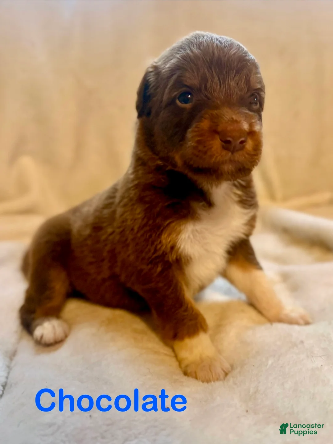 Aussiedoodle dogs for sale: Chocolate  - Ad 1