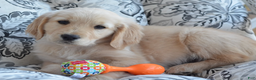 Golden Retriever dogs for sale: Grant - Ad 2