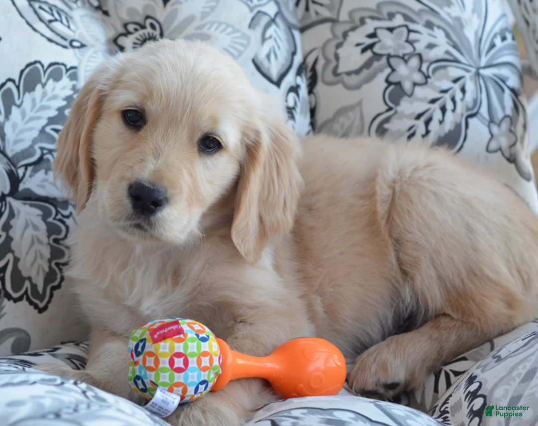 Golden Retriever dogs for sale: Grant - Ad 2
