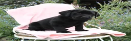 Labrador Retriever dogs for sale: Mike - Ad 3