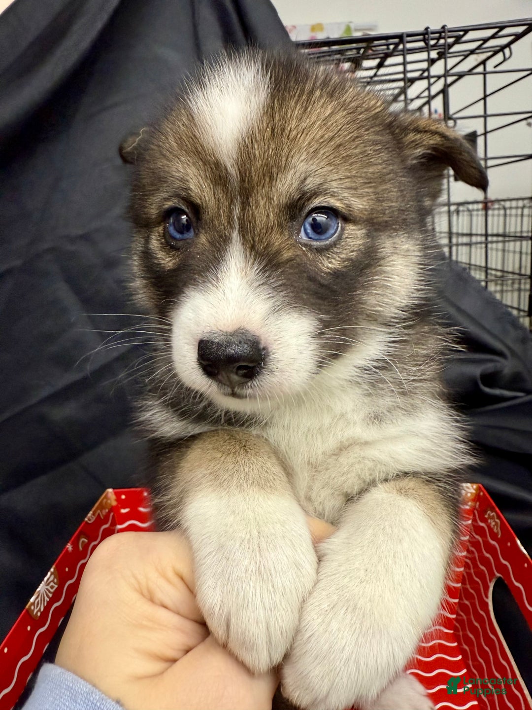 Mixed Breed dogs for sale: Noelle - Ad 8