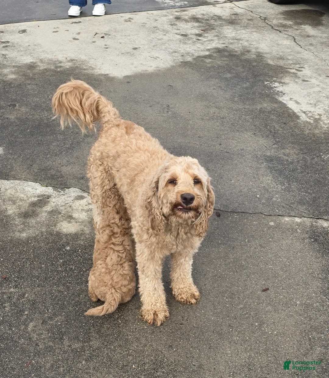 Mixed Breed dogs for sale: Mini Lab Puppy 5 - Ad 2