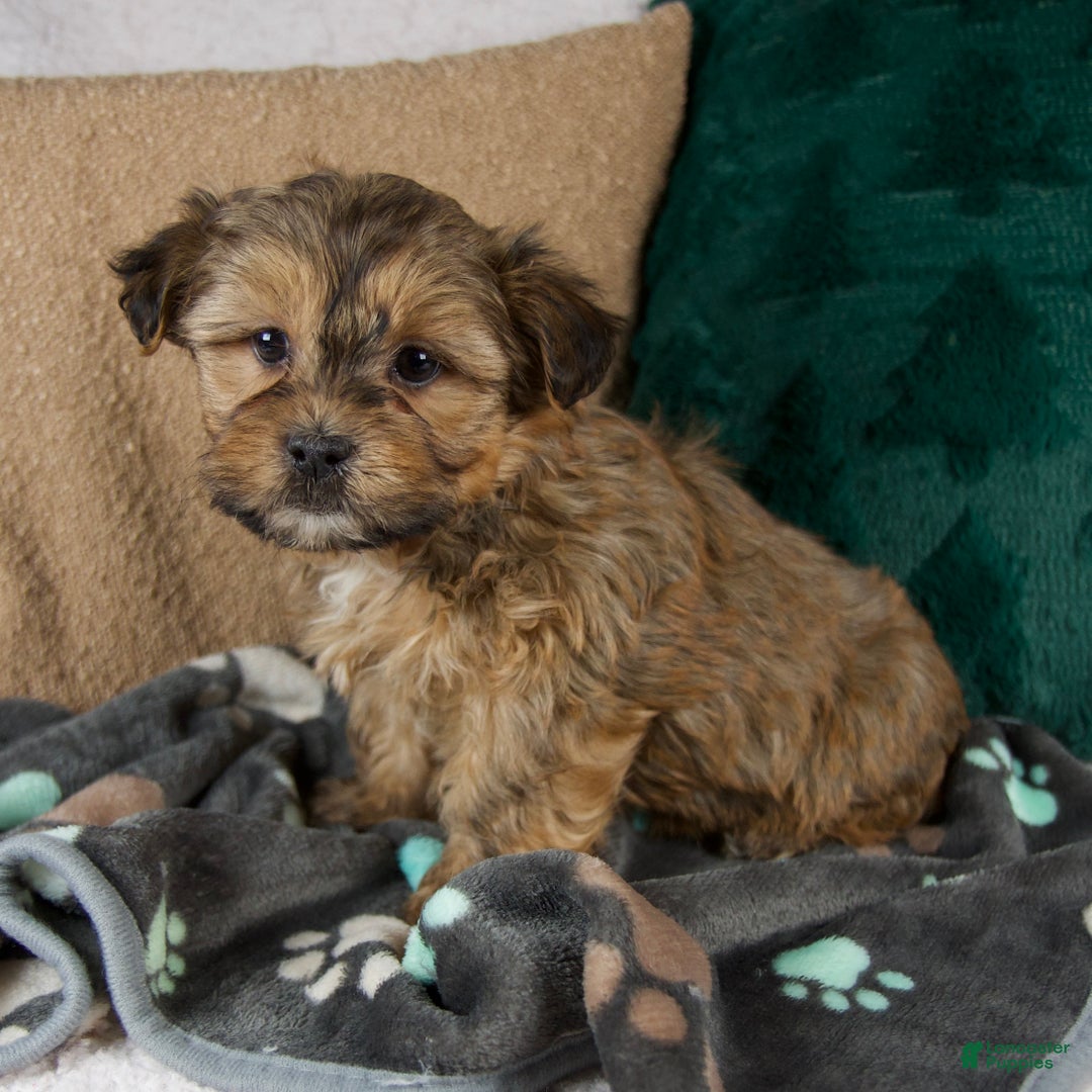 Shorkie dogs for sale: Isaac - Ad 2