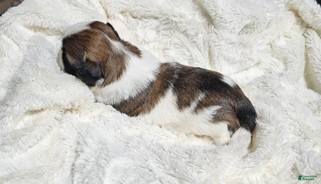 Shih Tzu dogs for sale: Archie Ckc - Ad 6