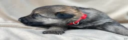 German Shepherd dogs for sale: Willow - Ad 11
