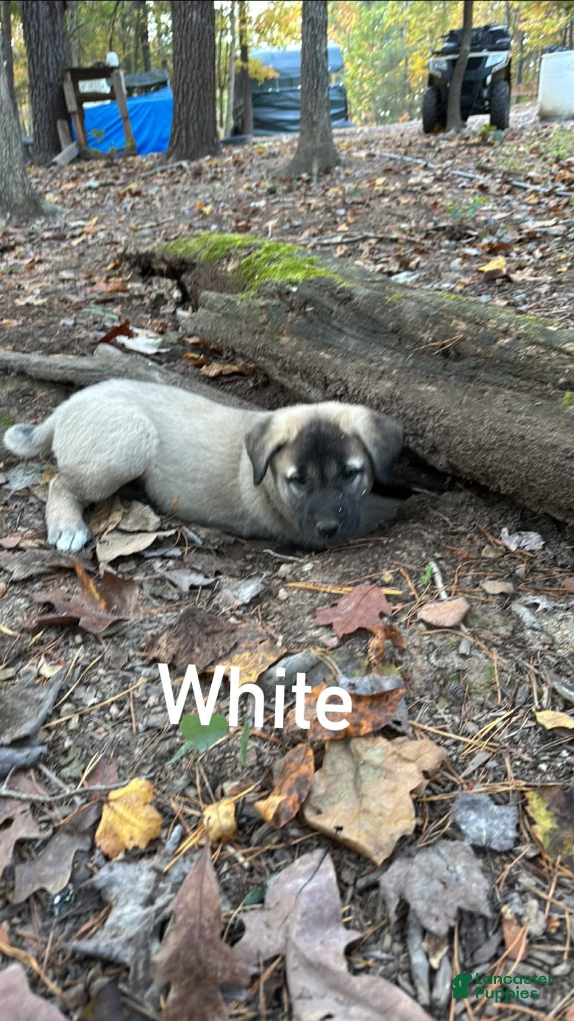 Mixed Breed dogs for sale: Anatolian/ Kangal- White - Ad 1