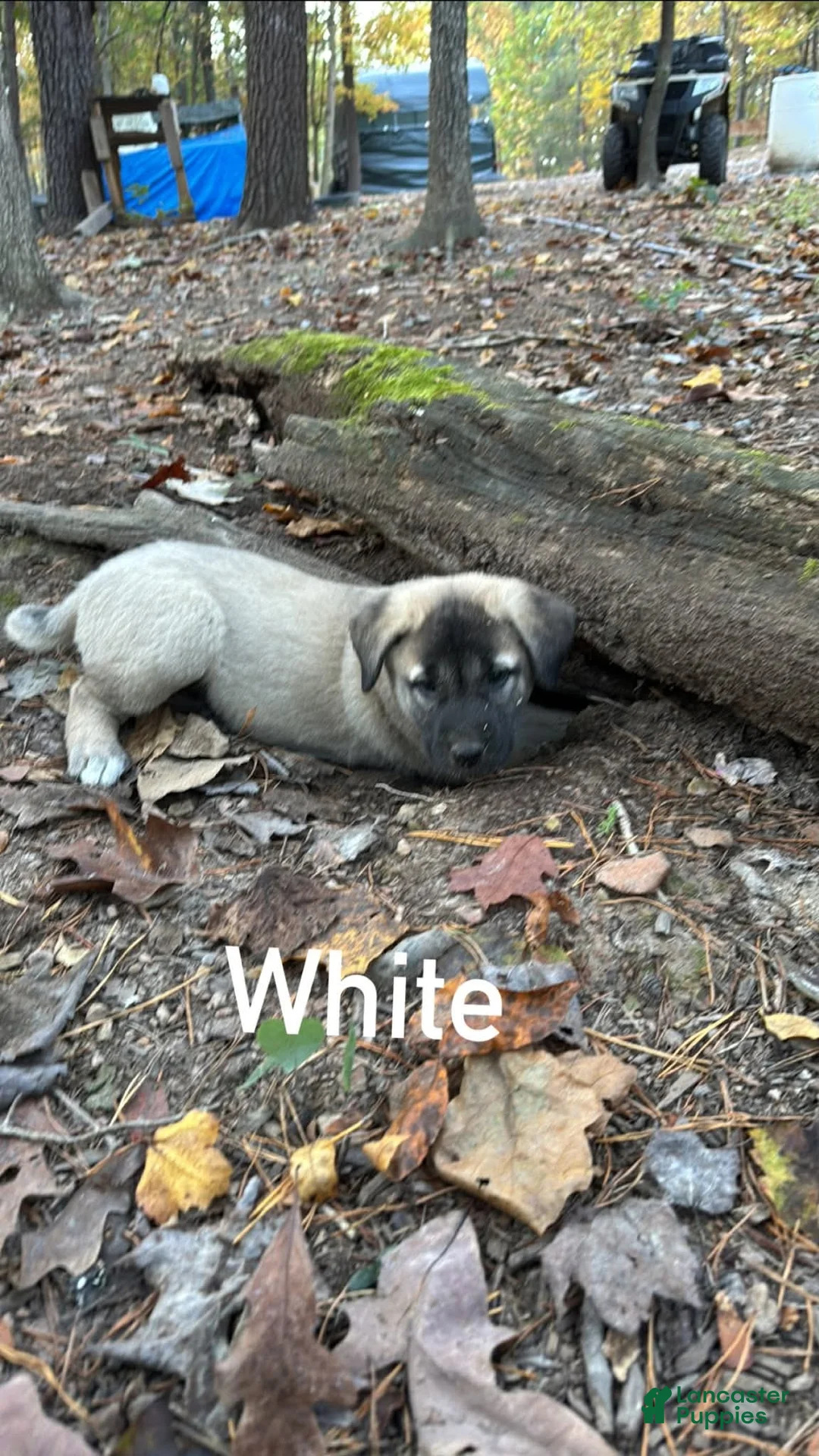 Mixed Breed dogs for sale: Anatolian/ Kangal- White - Ad 1