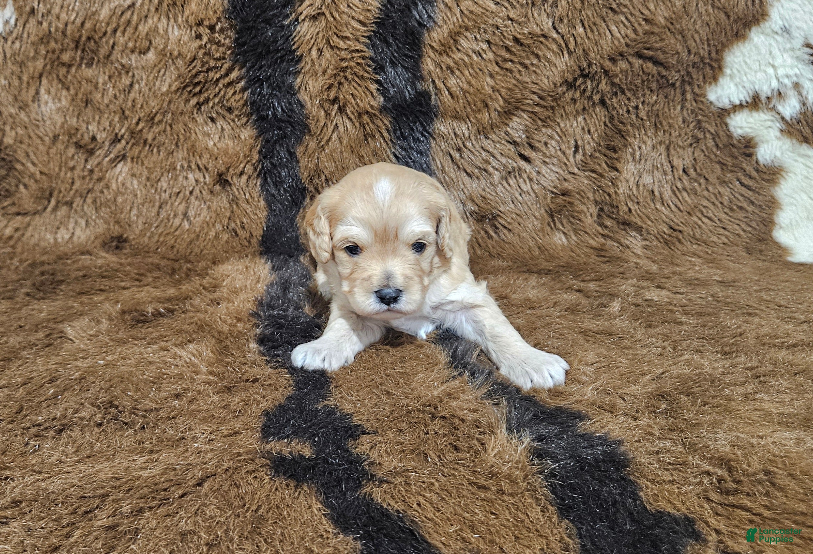 Cavapoo dogs F1 Athena - Ad 5