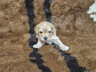 Cavapoo dogs F1 Athena - Ad 5